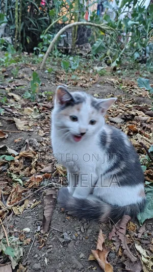 3-6 months Female Mixed Breed Cat