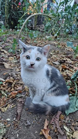 3-6 months Female Mixed Breed Cat