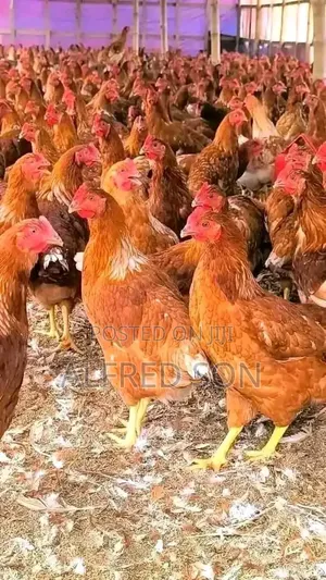 Poultry Farming