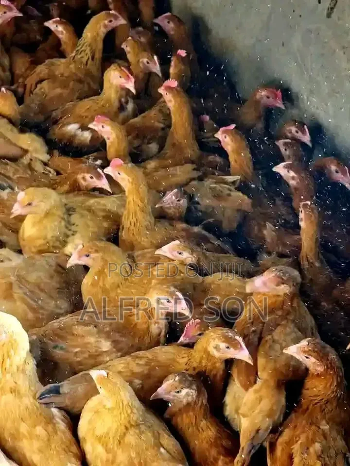 Poultry Farming