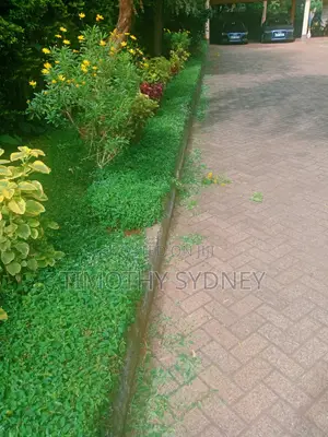 Professional Lawn Mowing, Garden Care and Mobile Car Wash