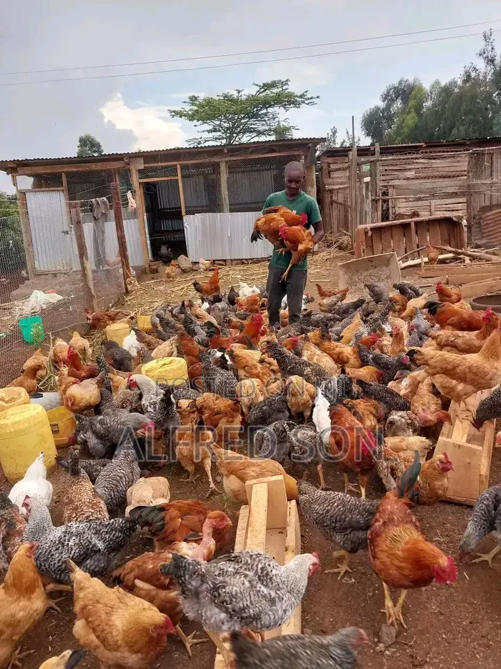 Poultry Farming