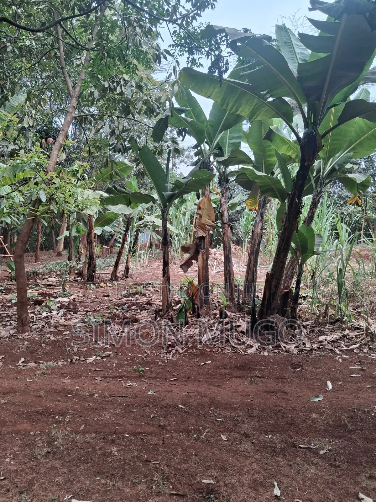 Kiambu Road Prime Fully Serviced 1/2ac at Kivulini Estate Ready Title