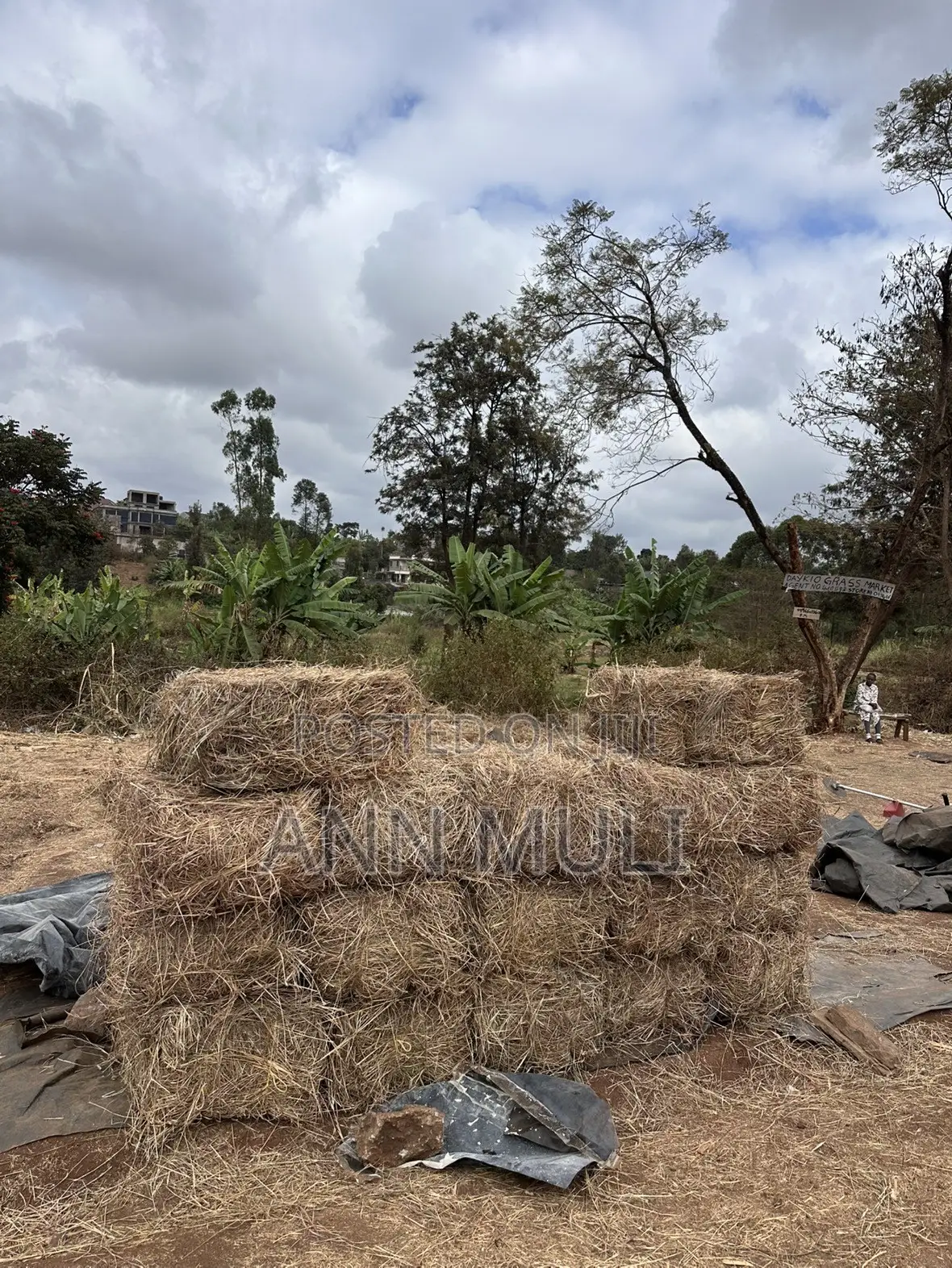 Organic Hay for Sale