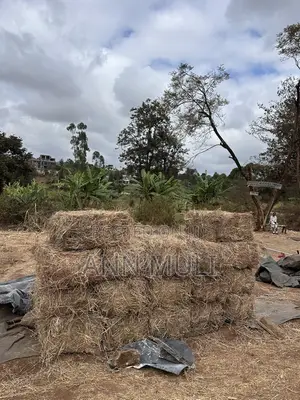 Organic Hay for Sale