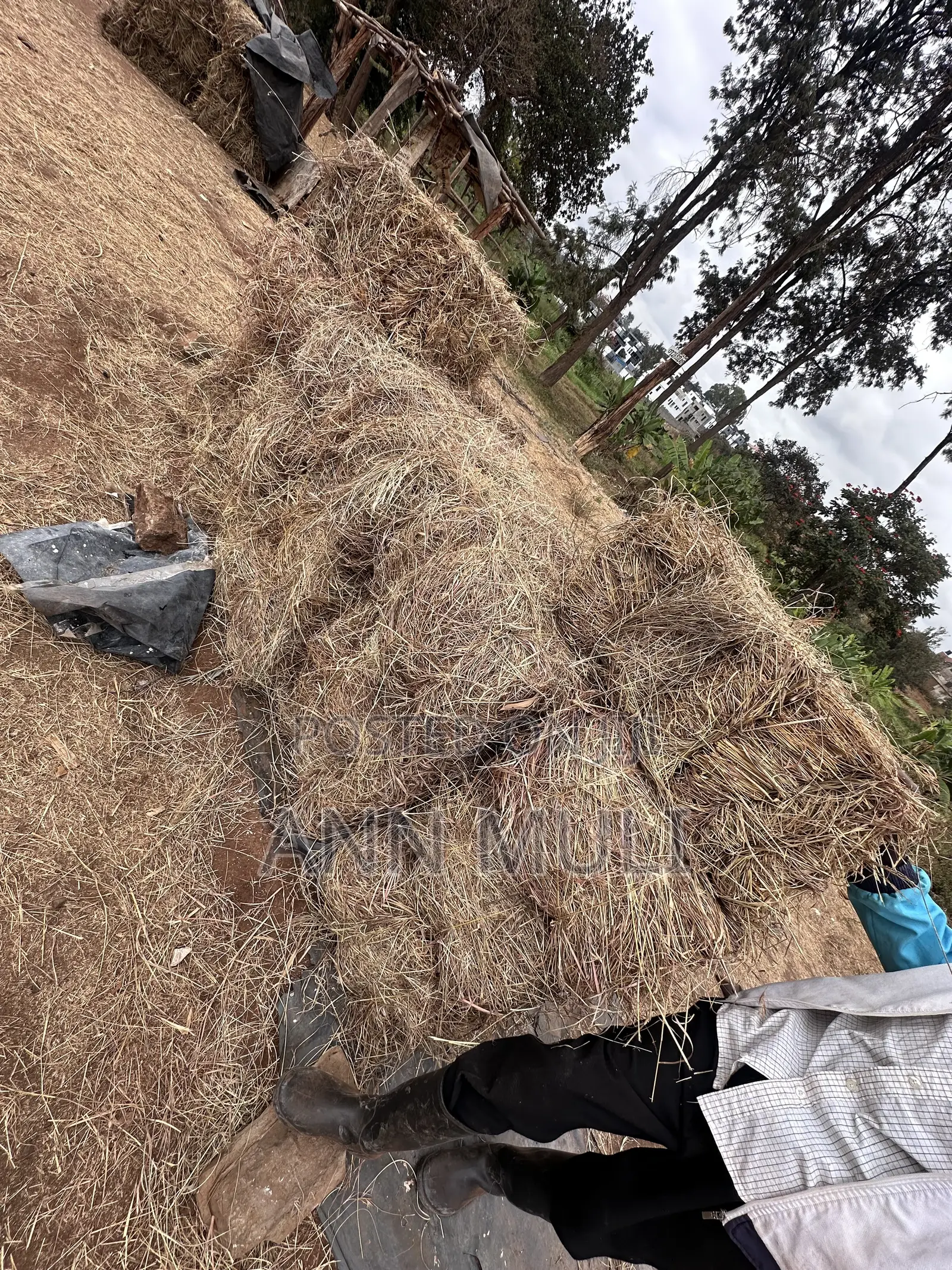 Organic Hay for Sale
