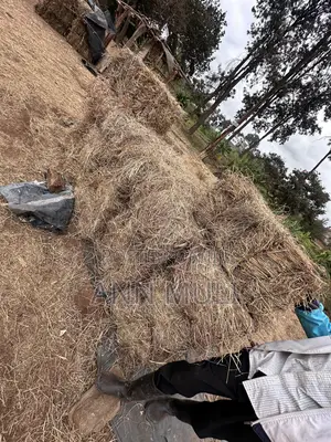 Organic Hay for Sale