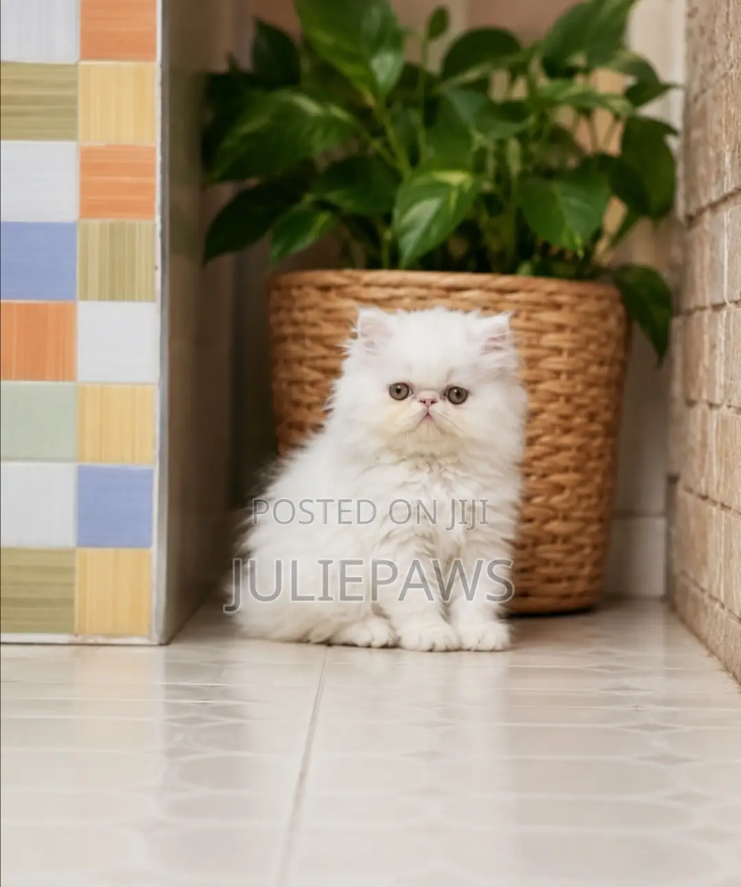 1-3 months Female Purebred Persian