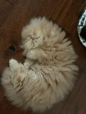 1-3 months Female Purebred Persian