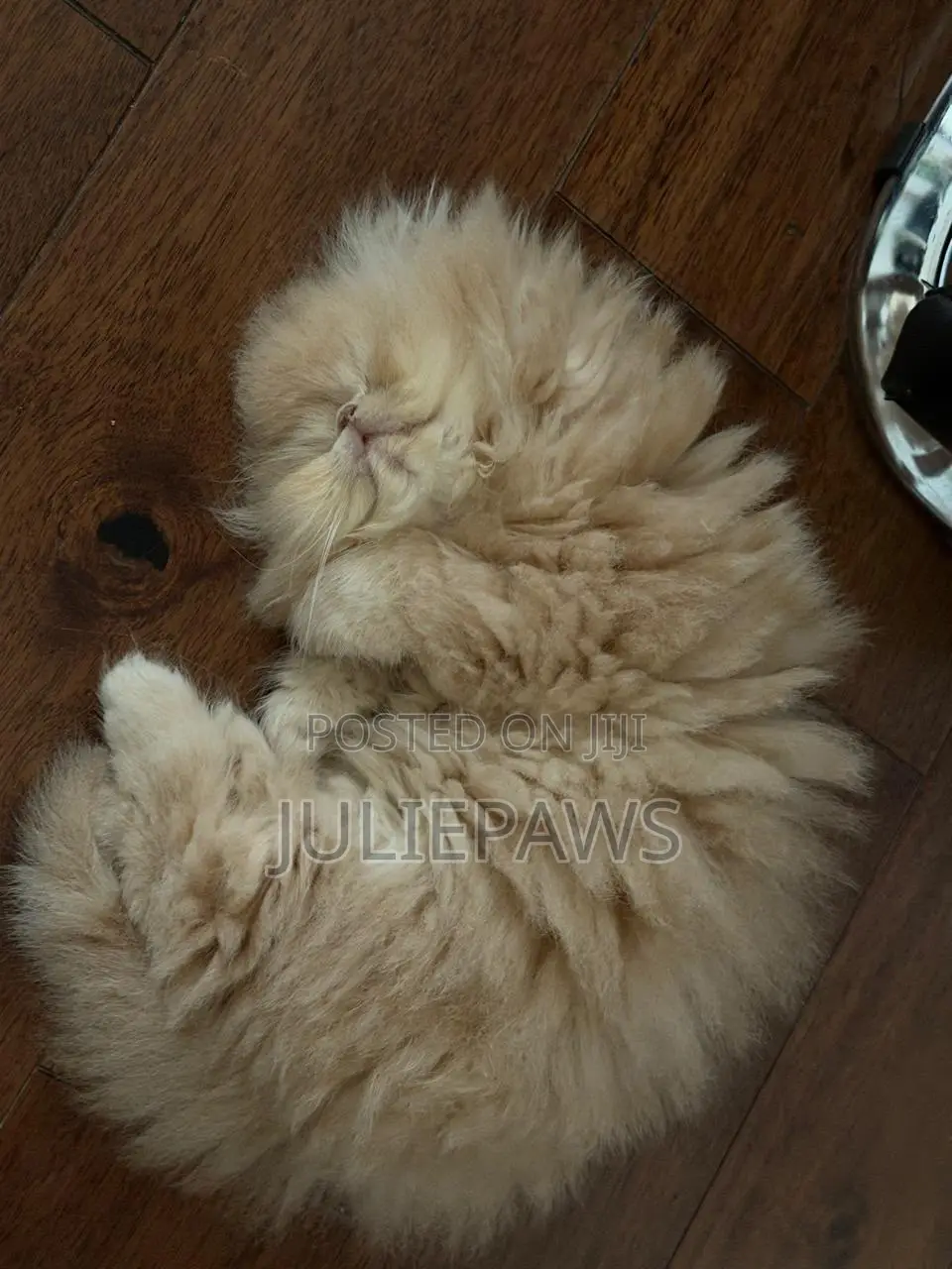 1-3 months Female Purebred Persian