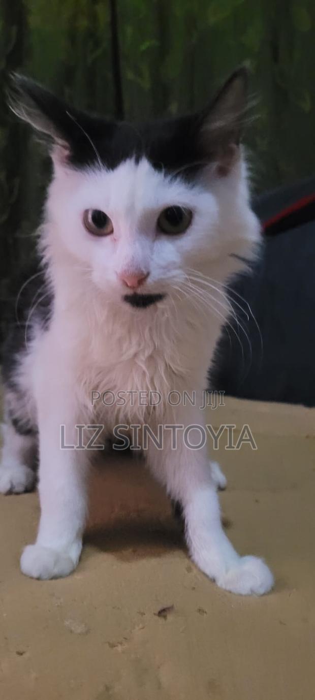 1-3 months Male Mixed Breed American Bobtail