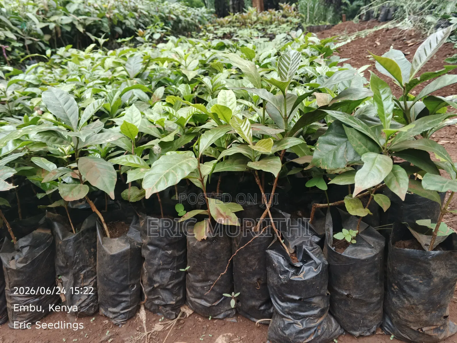 Ruiru 11 Coffee