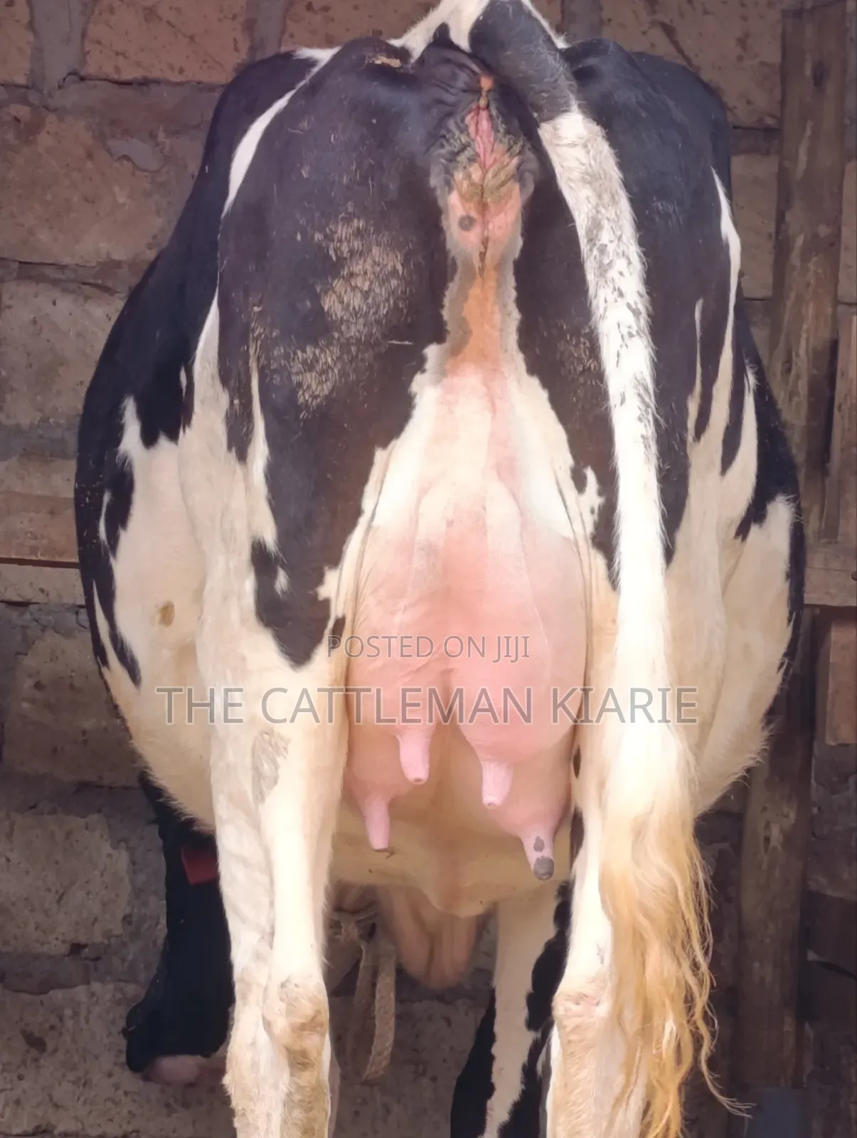 Friesian Heifer 8.5 Months