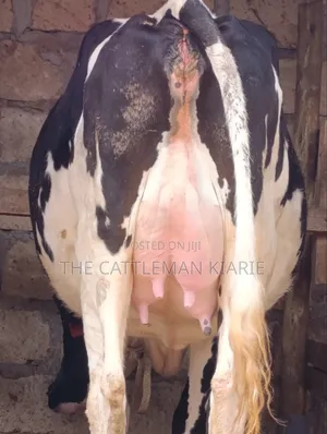 Friesian Heifer 8.5 Months