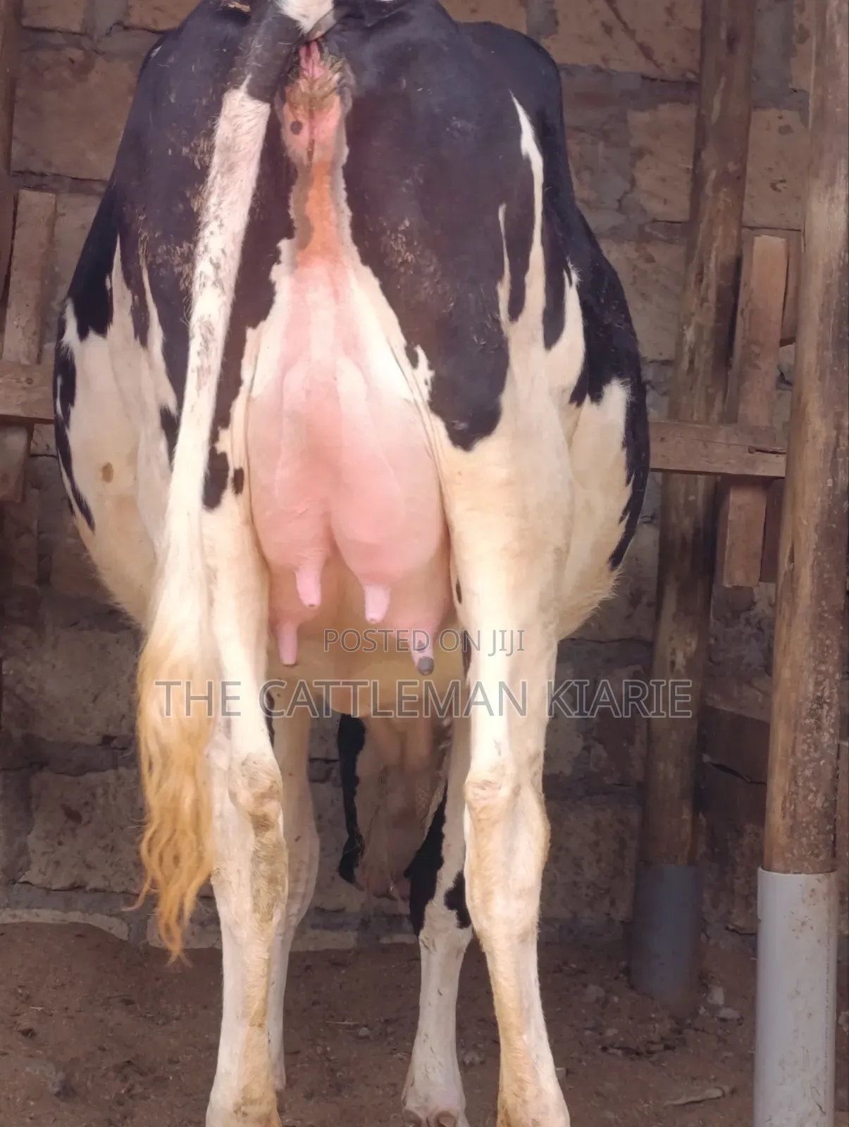Friesian Heifer 8.5 Months
