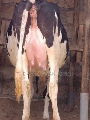 Friesian Heifer 8.5 Months