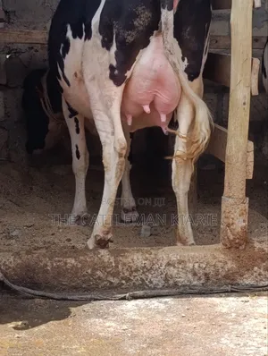 Friesian Heifer 8.5 Months