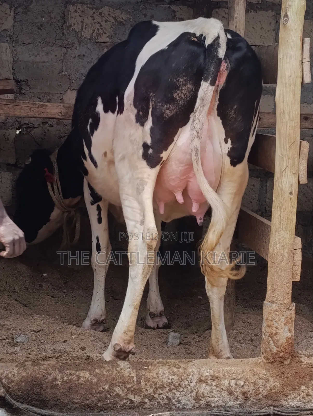 Friesian Heifer 8.5 Months