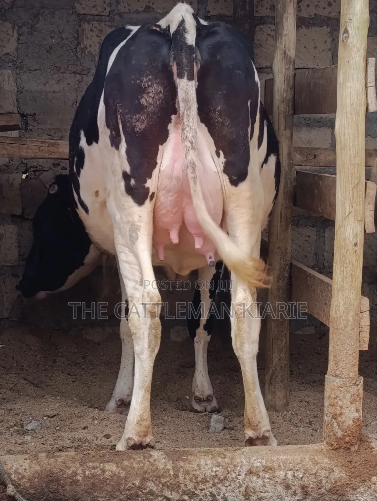 Friesian Heifer 8.5 Months