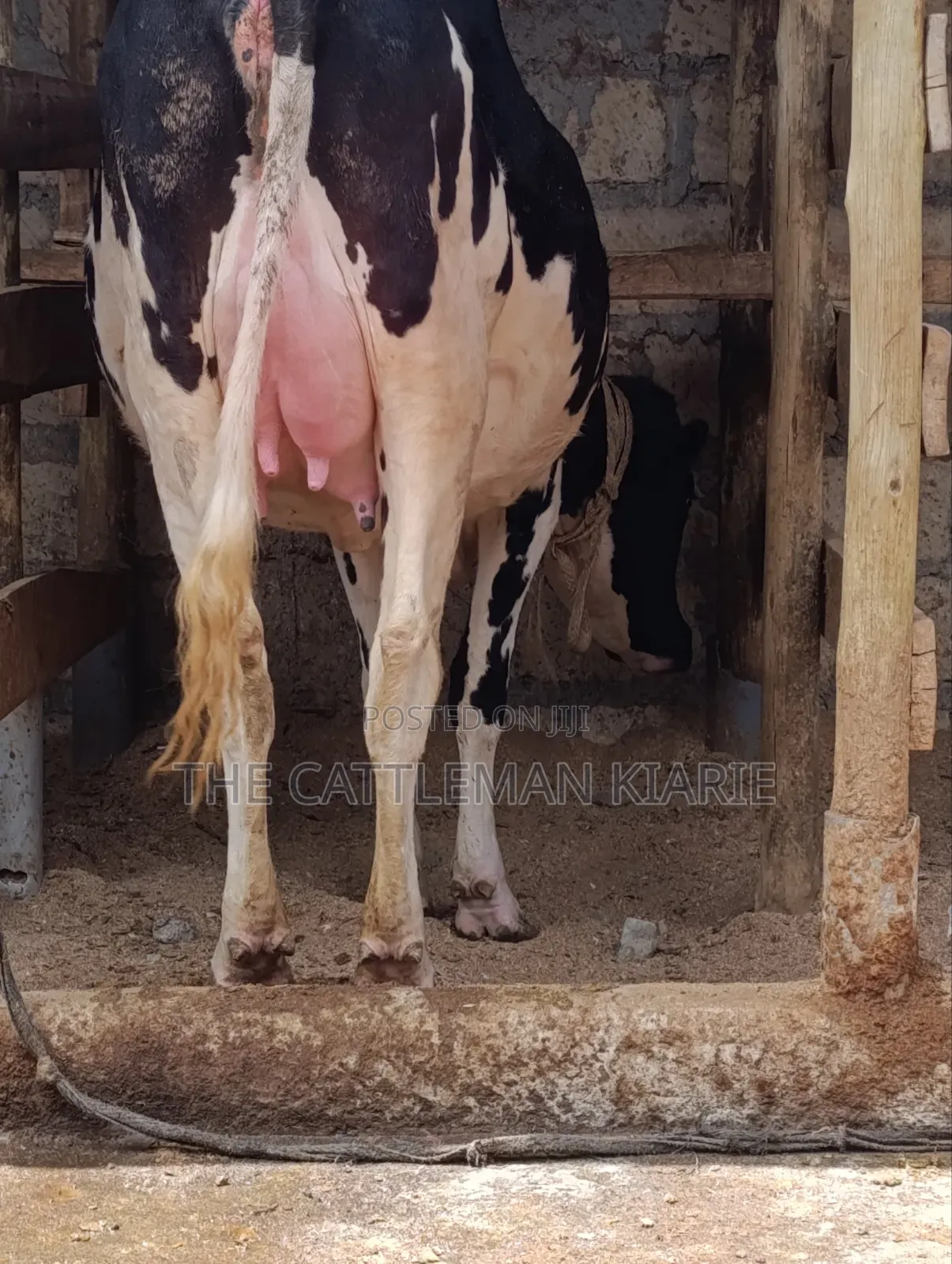 Friesian Heifer 8.5 Months
