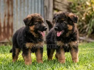 1-3 months Female Purebred German Shepherd