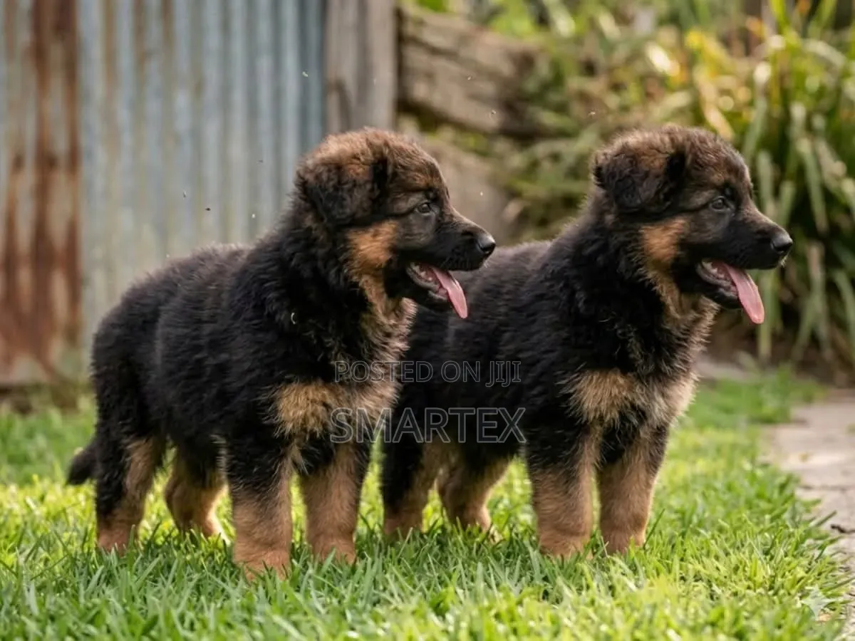 1-3 months Female Purebred German Shepherd
