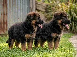 1-3 months Female Purebred German Shepherd