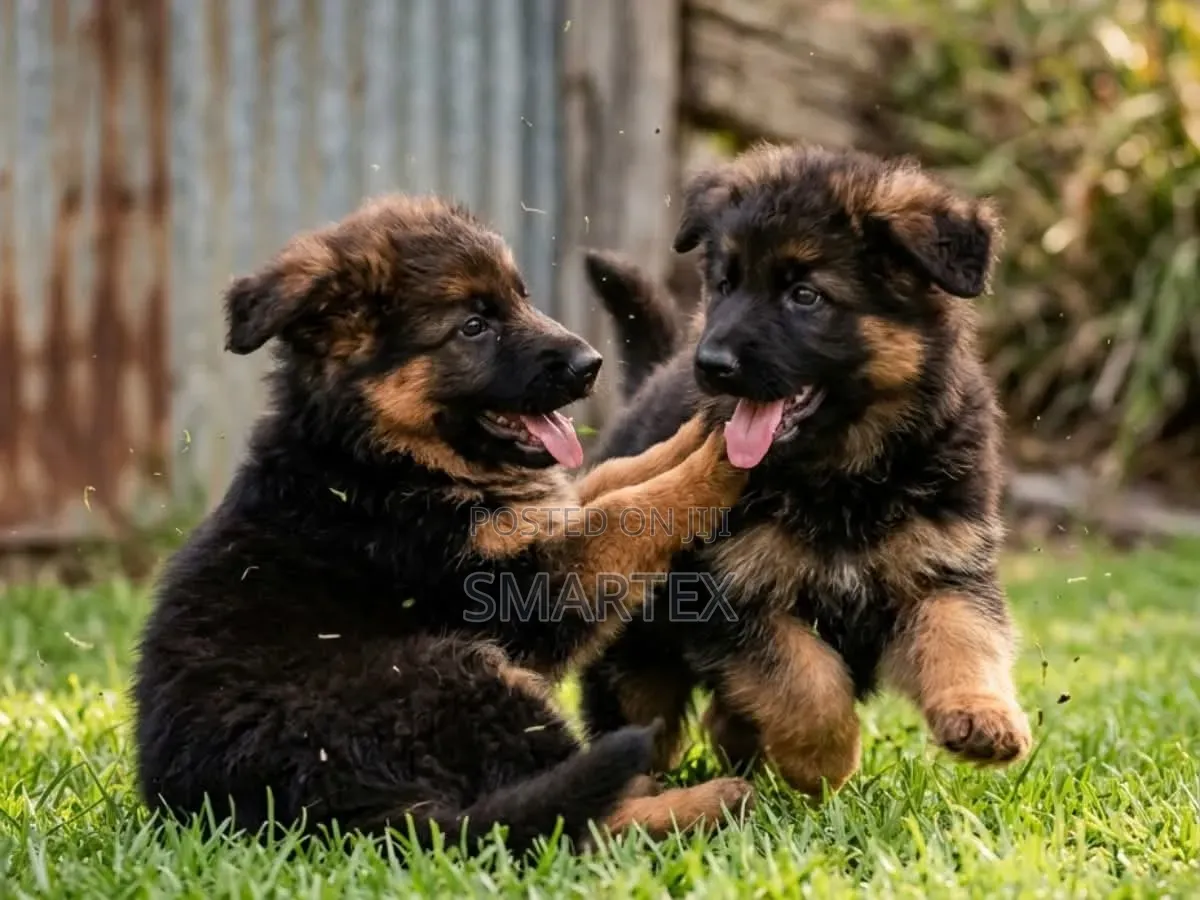 1-3 months Female Purebred German Shepherd