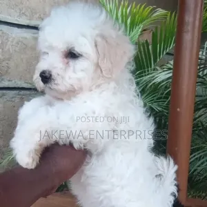 1-3 months Male Purebred Havanese