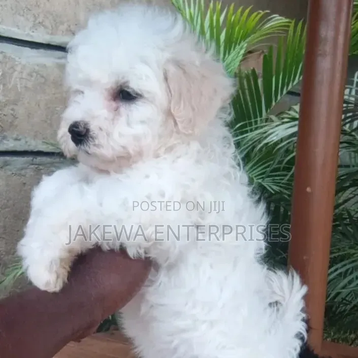 1-3 months Male Purebred Havanese