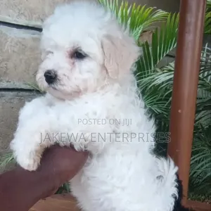 1-3 months Male Purebred Havanese