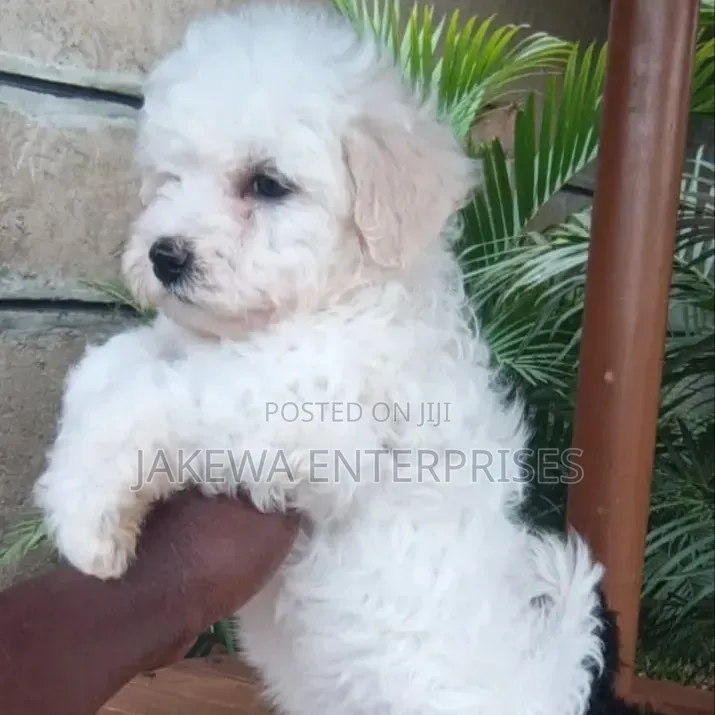 1-3 months Male Purebred Havanese