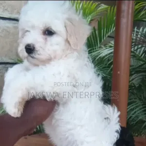 1-3 months Male Purebred Havanese