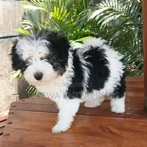 1-3 months Male Purebred Havanese