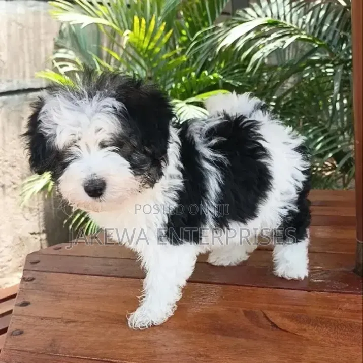 1-3 months Male Purebred Havanese