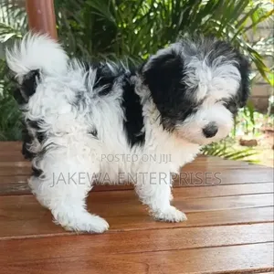 1-3 months Female Purebred Havanese
