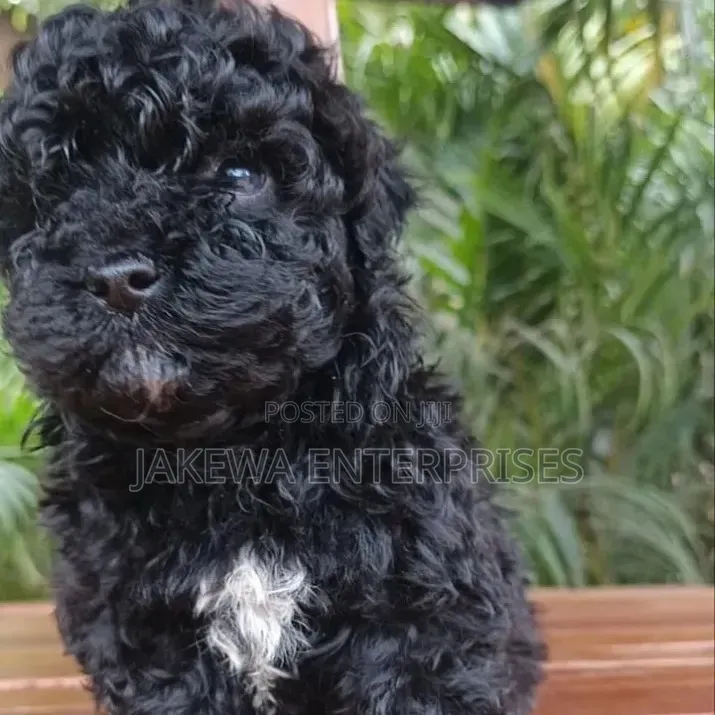 1-3 months Male Purebred Maltipoo