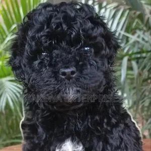 1-3 months Female Purebred Maltipoo