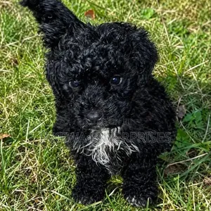 1-3 months Male Purebred Maltipoo