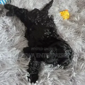 1-3 months Female Purebred Maltipoo