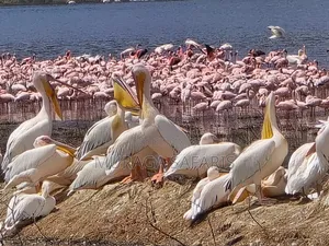 Nakuru National Park Safaris