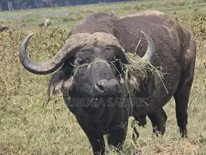 Safaris Tour