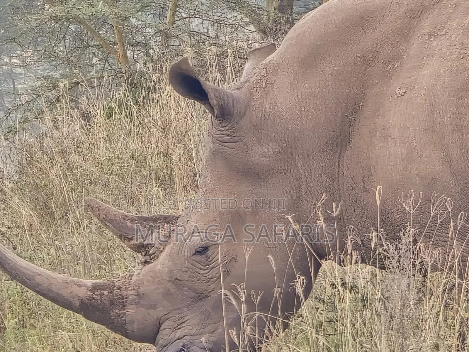 Safaris Tour