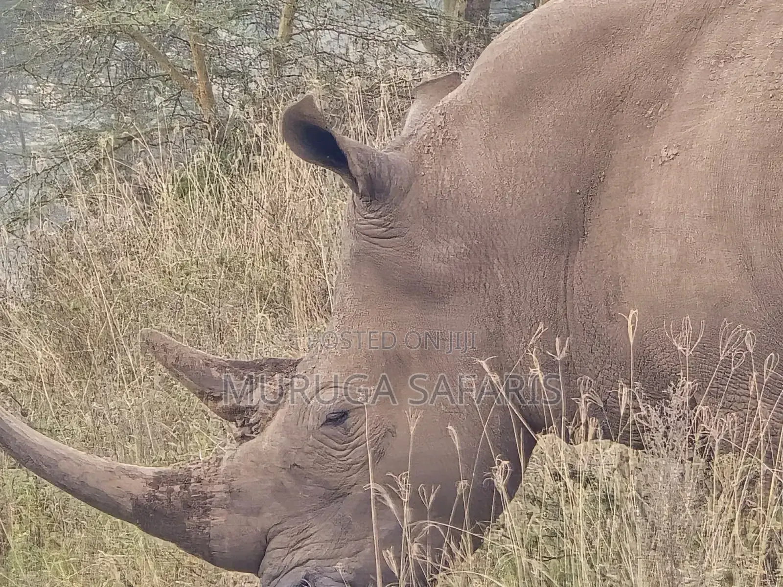 Safaris Tour