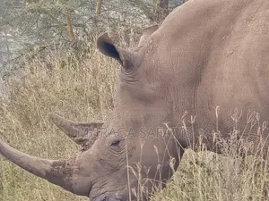 Safaris Tour