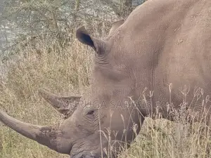 Safaris Tour