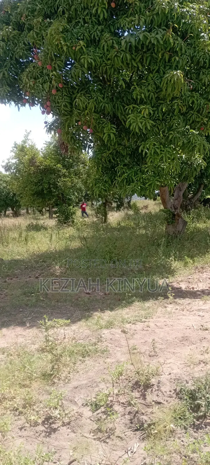 Zawadi Gardens Mananja
