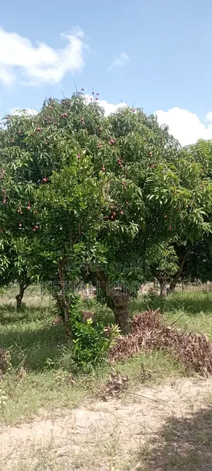 Zawadi Gardens Mananja