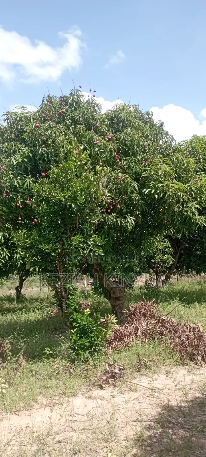 Zawadi Gardens Mananja