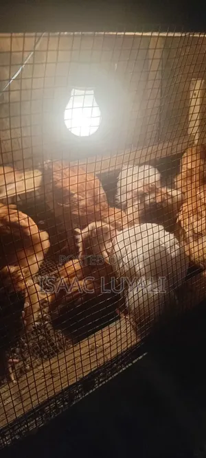 Kienyeji Chicks